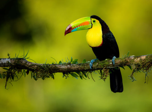 Charming Keel-Billed Toucan