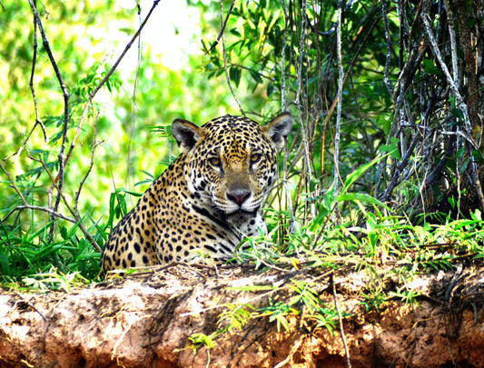 Explore Pantanal, Brazil