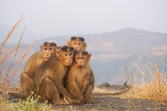 Baboons Through the Sands of Time: A Glimpse into Their Storied Past